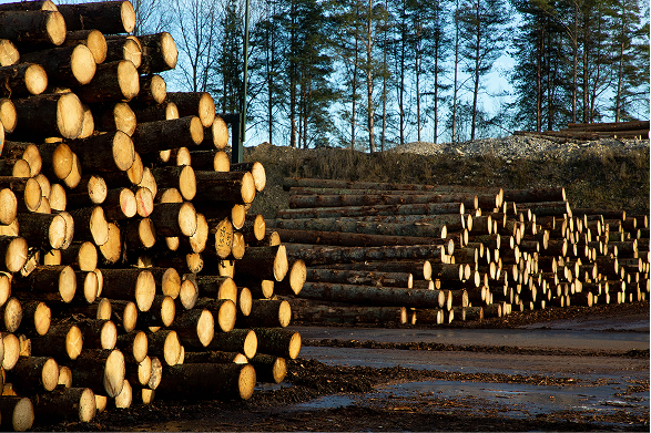 Log yard